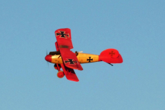 Albatross