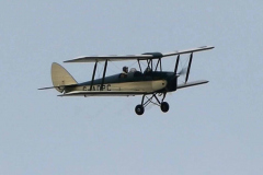 Superb Tiger Moth