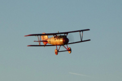 Albatross