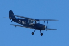 Alex Blok's Hornet Moth. Photo by Grahame Pearson