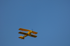 Beautiful Tiger Moth