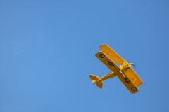 Beautiful Tiger Moth1