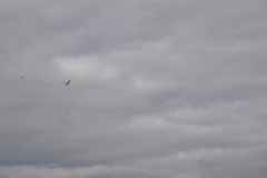 DSC00185